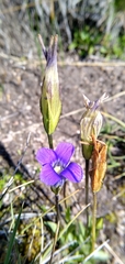 Gentianopsis holopetala