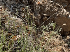 Galium martirense