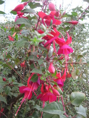 Fuchsia