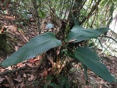 Monotagma plurispicatum