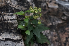 Ageratina paupercula