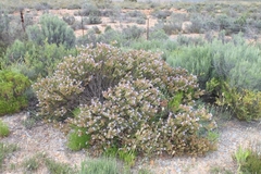 Lobostemon argenteus