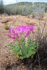 Pelargonium incrassatum