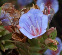 Lobostemon argenteus