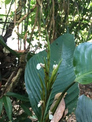 Monotagma plurispicatum