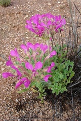 Pelargonium incrassatum