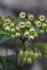 Ageratina paupercula