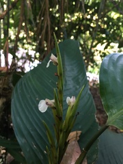 Monotagma plurispicatum