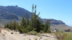 Widdringtonia wallichii