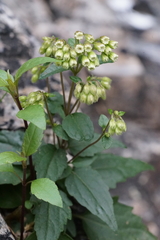 Ageratina paupercula