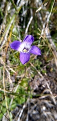 Gentianopsis holopetala