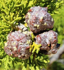 Widdringtonia wallichii