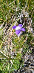 Gentianopsis holopetala