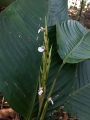 Monotagma plurispicatum