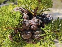 Widdringtonia wallichii