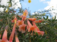 Cantua