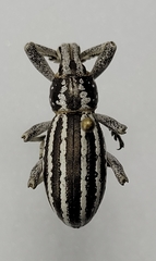 Ophryastes speciosus