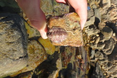 Rhyssoplax polita