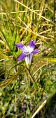 Gentianopsis holopetala