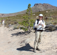 Widdringtonia wallichii