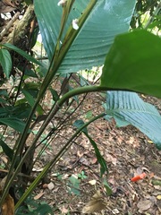 Monotagma plurispicatum