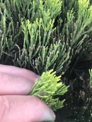 Veronica cupressoides