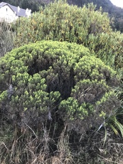 Veronica cupressoides