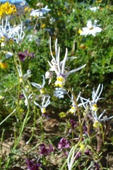 Nemesia cheiranthus