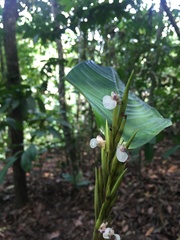 Monotagma plurispicatum