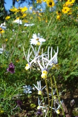 Nemesia cheiranthus