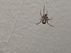 Parasteatoda tepidariorum