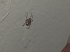 Parasteatoda tepidariorum