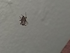 Parasteatoda tepidariorum