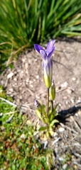 Gentianopsis holopetala