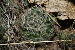 Mammillaria wrightii wilcoxii
