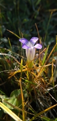 Gentianopsis holopetala