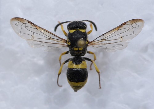 European tube wasp