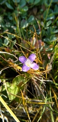 Gentianopsis holopetala