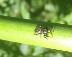 Heliophanus transvaalicus