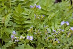 Polemonium californicum