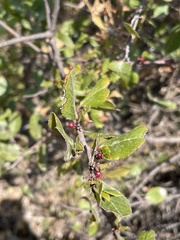 Rhamnus insula