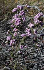 Erica hirtiflora hirtiflora