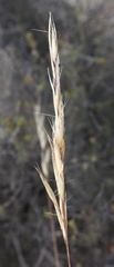 Tenaxia stricta