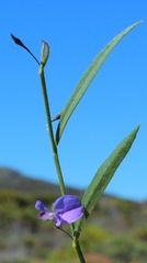 Psoralea laxa