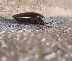 Sternocera chrysis