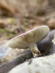 Russula zelleri