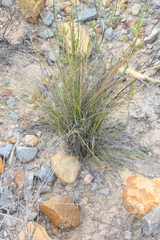 Tenaxia stricta