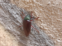 Sternocera chrysis