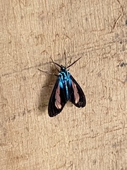 Cyanopepla phoenicia