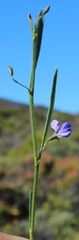 Psoralea laxa